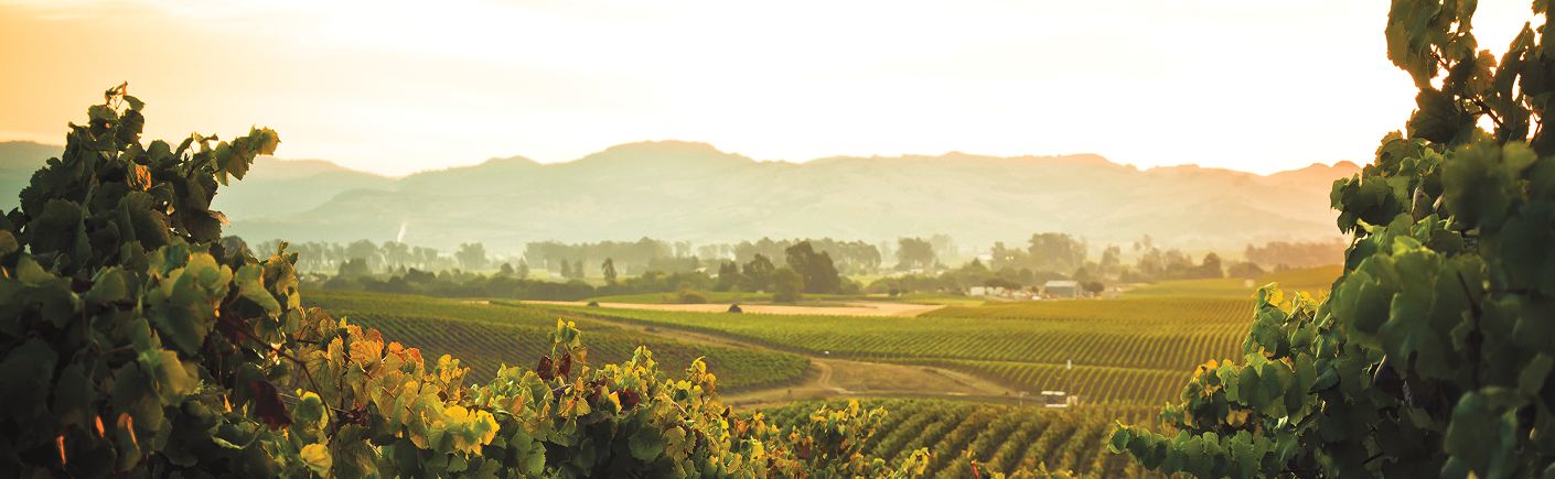 Rolling vineyard